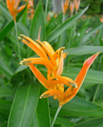 5th May 2014 - Orange flowers botanical gardens