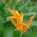 Orange flowers botanical gardens by ianjb21