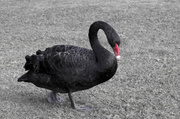 6th Apr 2014 - Black swan