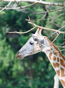14th Apr 2014 - Giraffe Taiping Zoo