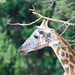 Giraffe Taiping Zoo by ianjb21