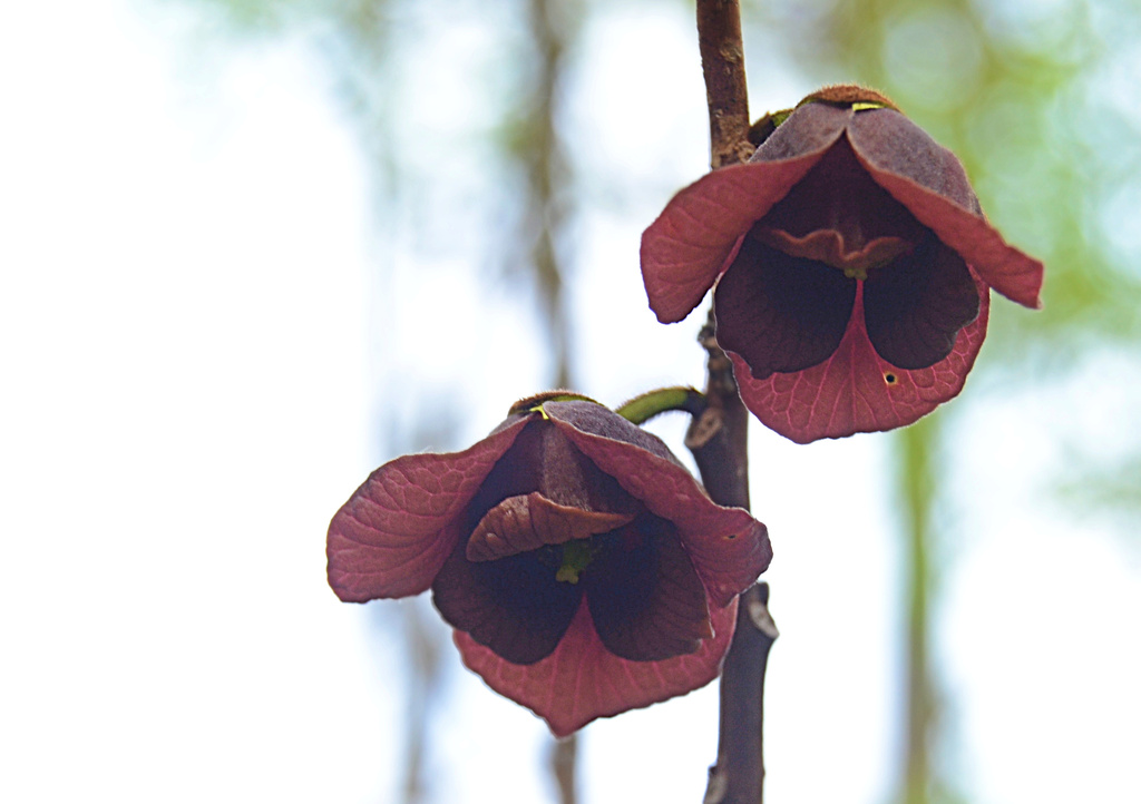 paw paw flowers by francoise