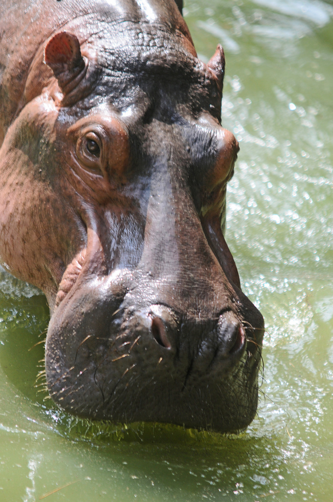 hippo Taiping Zoo by ianjb21
