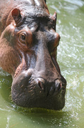 4th May 2014 - hippo Taiping Zoo