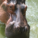 hippo Taiping Zoo by ianjb21