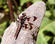 7th May 2014 - First dragonfly of the season