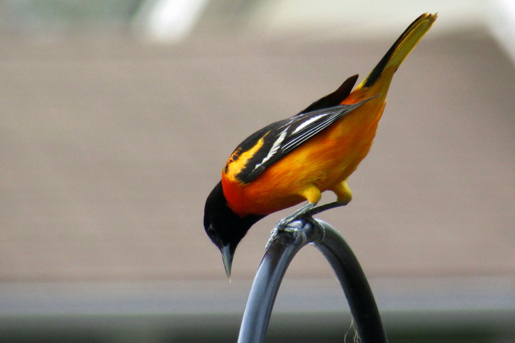 Baltimore Oriole by randy23