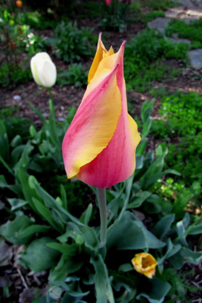 Tulip Ready To Open by randy23