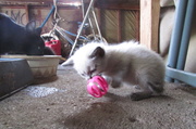 6th May 2014 - Kittens First Toy