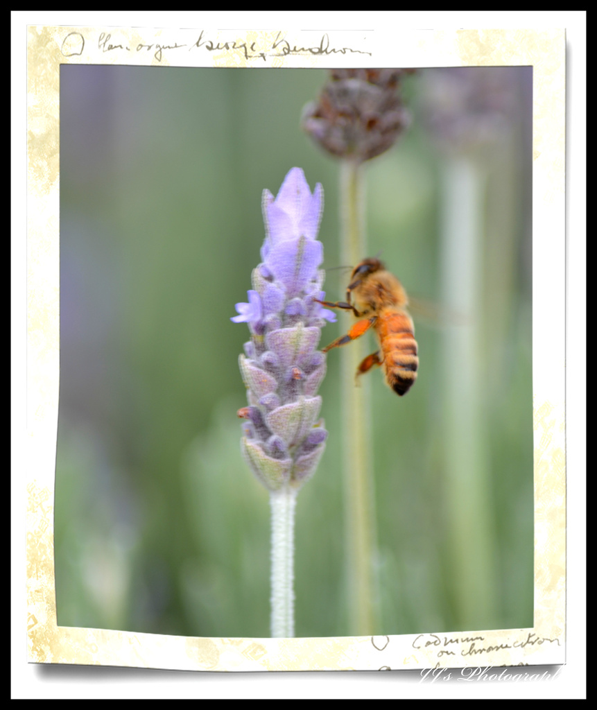 Lavender  & Bee... by julzmaioro