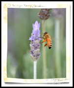 8th May 2014 - Lavender  & Bee...