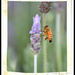 Lavender  & Bee... by julzmaioro