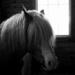 Pony by tina_mac