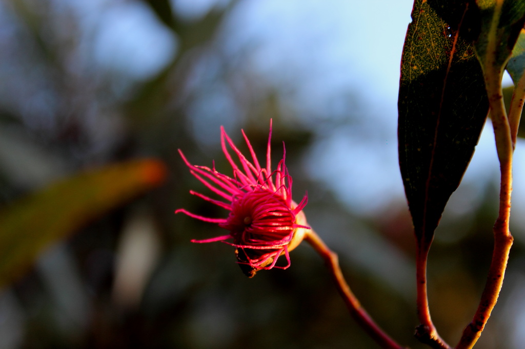 "Red Flowering Gum"... by tellefella