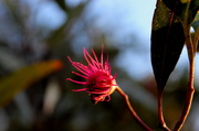 8th May 2014 - "Red Flowering Gum"...