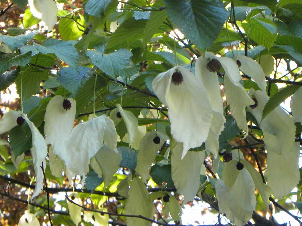 White - Handkerchief Tree by oldjosh