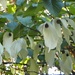 White - Handkerchief Tree by oldjosh