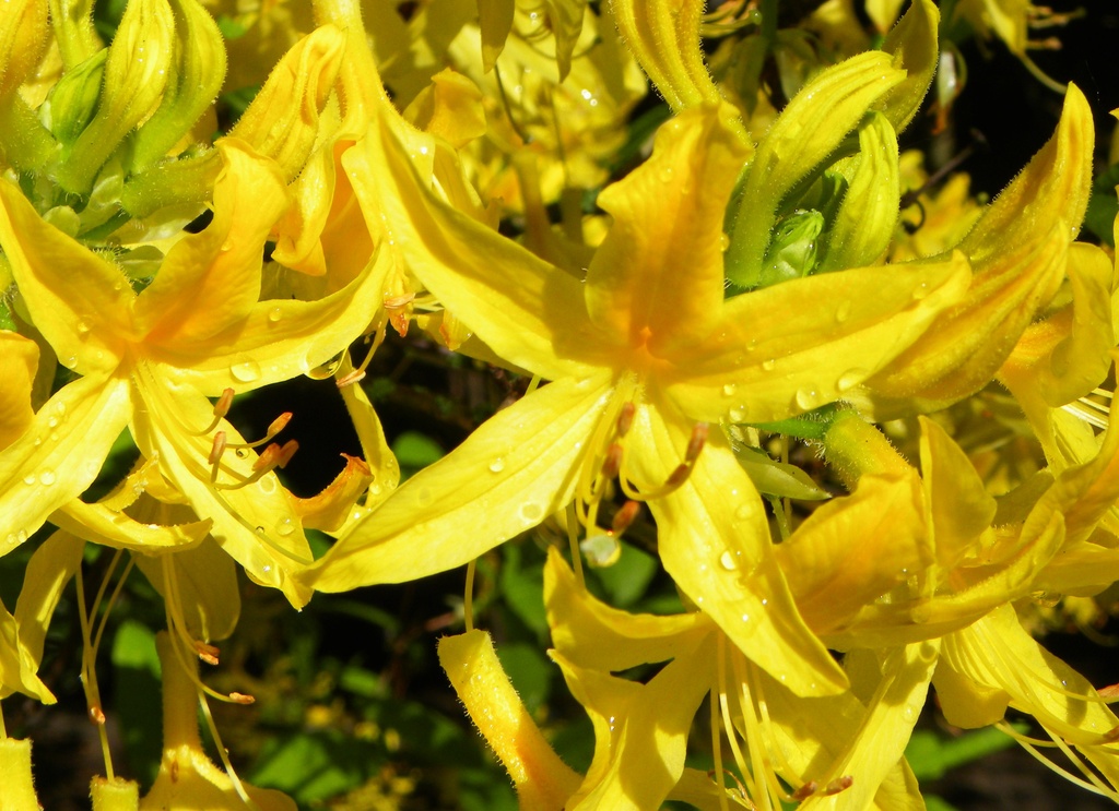 Yellow Rhododendron by oldjosh