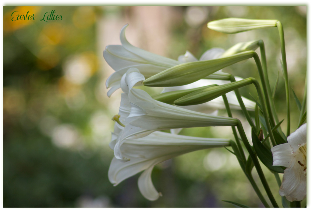 Easter Lillies by jamibann