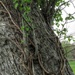 Textured tree trunk by mittens