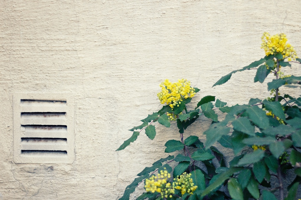 Wall flower by joa