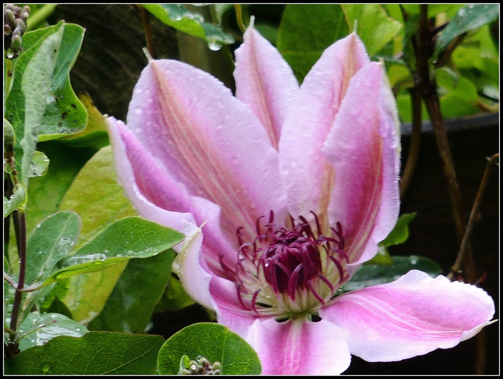 Rainy day clematis by rosiekind