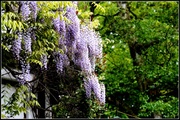 8th May 2014 - Wisteria