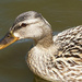 Water off a Duck's Back by lynne5477
