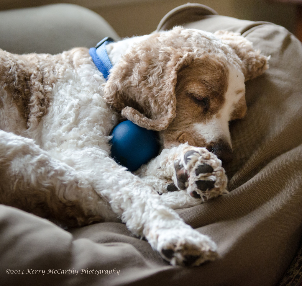 Playing ball is exhausting. by mccarth1