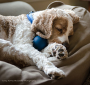 8th May 2014 - Playing ball is exhausting.