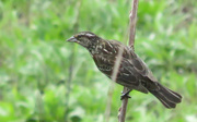 8th May 2014 - Day 338 Red-winged Blackbird (Female/juvenile) on a stick