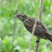 Day 338 Red-winged Blackbird (Female/juvenile) on a stick by rminer