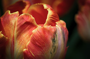 5th May 2014 - parrot tulip