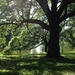  View from my bench at the park on a warm, sunny May afternoon -- gentle breezes, a field of clover and cooling shade under an old oak tree. by congaree