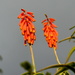 2014 05 08 Red Hot Pokers by kwiksilver