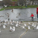 Feeding the ducks! by joansmor