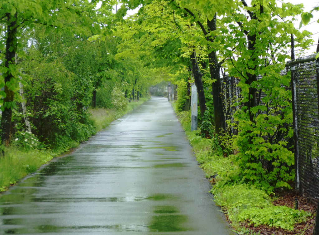 Rainy Trail by stephomy