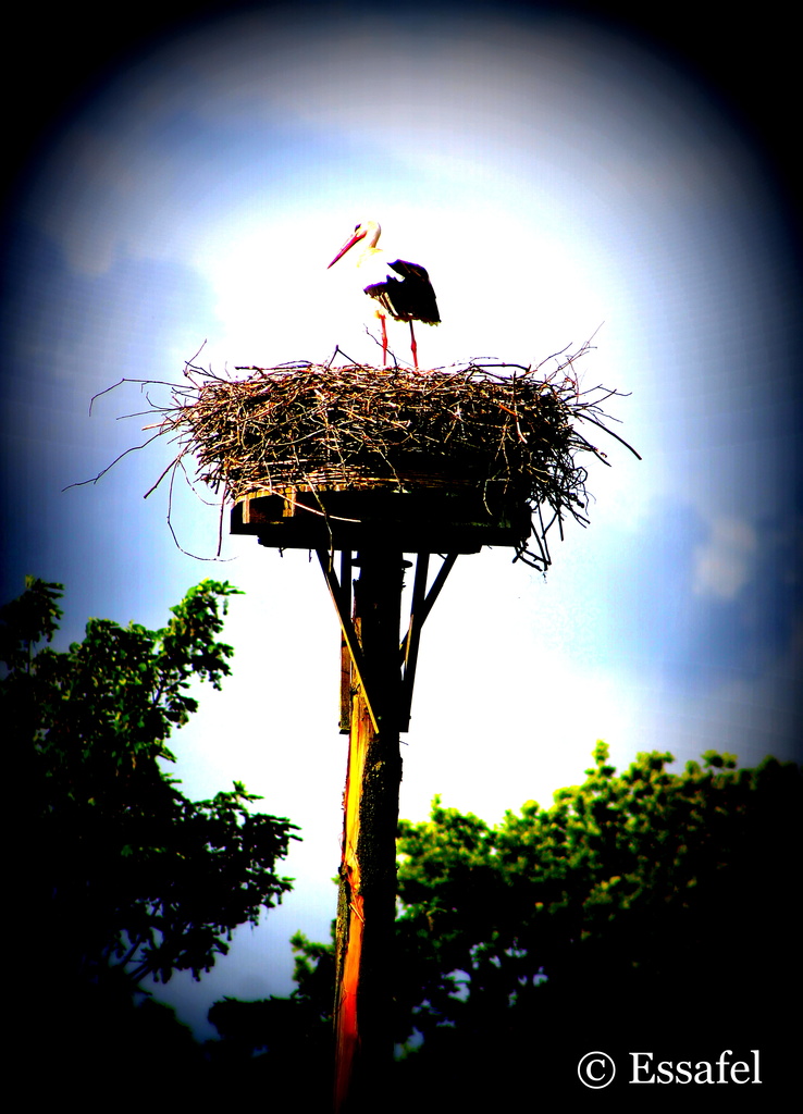20140507 - Stork Alert! by essafel