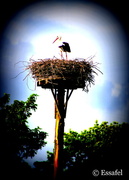 7th May 2014 - 20140507 - Stork Alert!