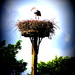 20140507 - Stork Alert! by essafel