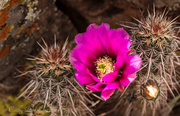 8th May 2014 - Cactus Flowers and Nursing Homes