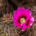 Cactus Flowers and Nursing Homes by cdonohoue