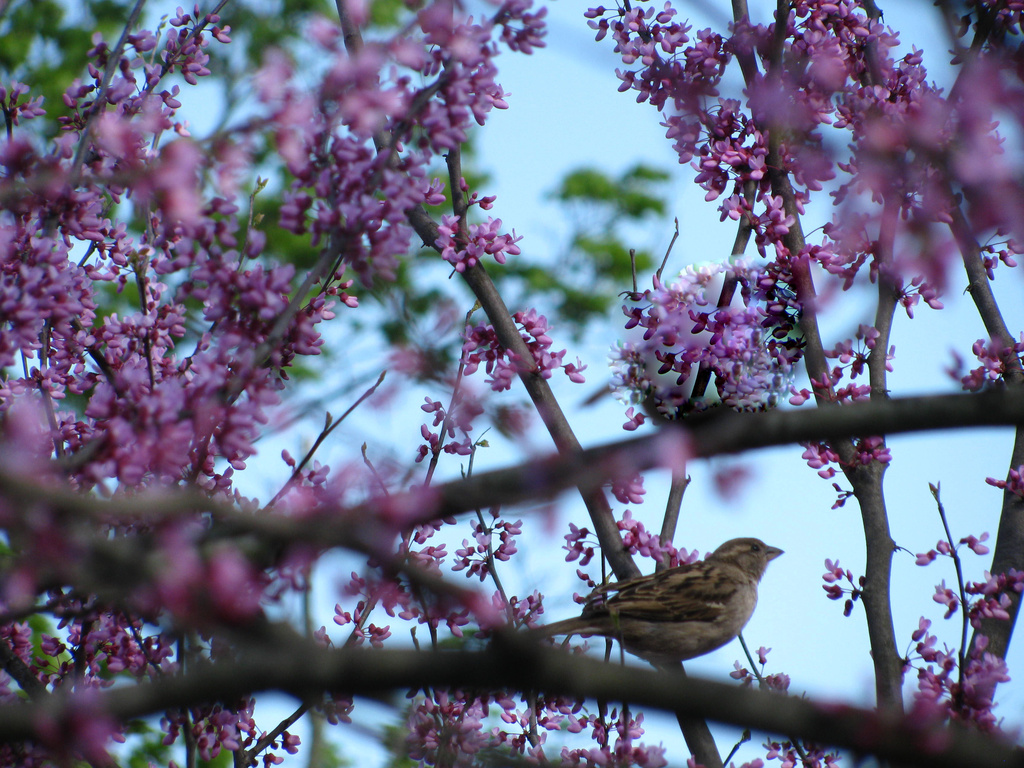 Bird in a Tree by april16