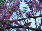 8th May 2014 - Bird in a Tree