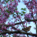 Bird in a Tree by april16