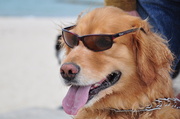 8th May 2014 - Dog day afternoon at Falmouth Heights Beach 