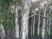 9th May 2014 - Beautiful Aussie Paper Bark Tree.