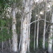 Beautiful Aussie Paper Bark Tree. by happysnaps