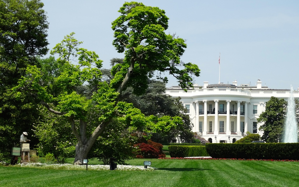 White House Bees by khawbecker