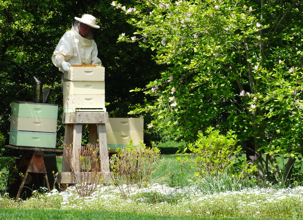 White House Beekeeper  by khawbecker